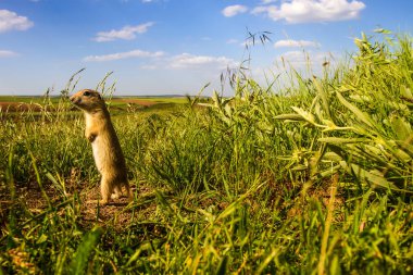 Sevimli hayvan. Yer Sincabı. Yeşil doğa ve mavi gökyüzü arka plan. Manzara fotoğrafı.