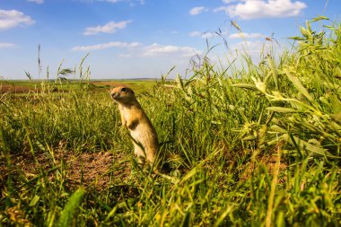 Sevimli hayvan. Yer Sincabı. Yeşil doğa ve mavi gökyüzü arka plan. Manzara fotoğrafı.