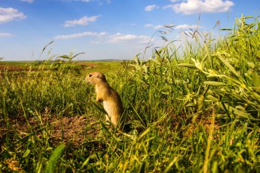 Sevimli hayvan. Yer Sincabı. Yeşil doğa ve mavi gökyüzü arka plan. Manzara fotoğrafı.