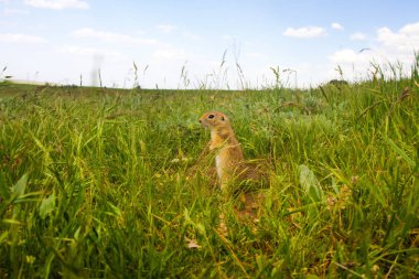 Sevimli hayvan. Yer Sincabı. Yeşil doğa ve mavi gökyüzü arka plan. Manzara fotoğrafı.
