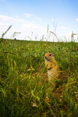 Sevimli hayvan. Yer Sincabı. Yeşil doğa ve mavi gökyüzü arka plan. Manzara fotoğrafı.