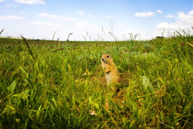 Sevimli hayvan. Yer Sincabı. Yeşil doğa ve mavi gökyüzü arka plan. Manzara fotoğrafı.