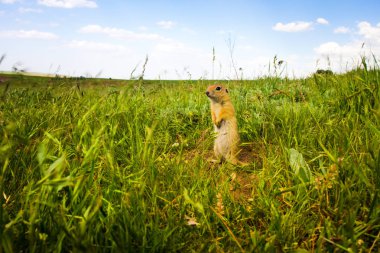 Sevimli hayvan. Yer Sincabı. Yeşil doğa ve mavi gökyüzü arka plan. Manzara fotoğrafı.