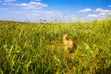Sevimli hayvan. Yer Sincabı. Yeşil doğa ve mavi gökyüzü arka plan. Manzara fotoğrafı.