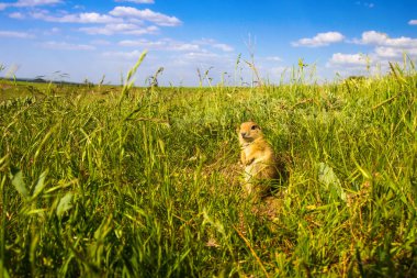 Sevimli hayvan. Yer Sincabı. Yeşil doğa ve mavi gökyüzü arka plan. Manzara fotoğrafı.