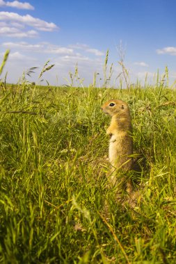 Sevimli hayvan. Yer Sincabı. Yeşil doğa ve mavi gökyüzü arka plan. Manzara fotoğrafı.