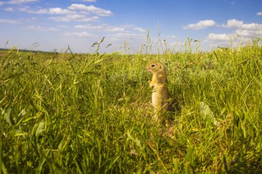 Sevimli hayvan. Yer Sincabı. Yeşil doğa ve mavi gökyüzü arka plan. Manzara fotoğrafı.