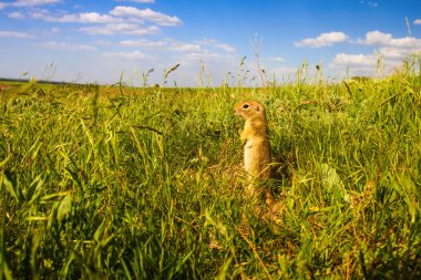 Sevimli hayvan. Yer Sincabı. Yeşil doğa ve mavi gökyüzü arka plan. Manzara fotoğrafı.