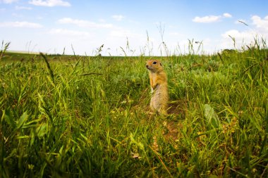 Sevimli hayvan. Yer Sincabı. Yeşil doğa ve mavi gökyüzü arka plan. Manzara fotoğrafı.