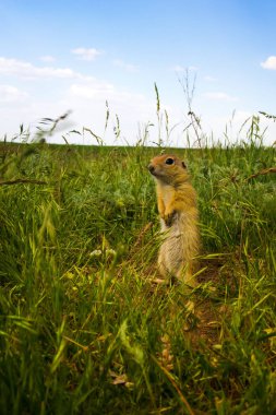 Sevimli hayvan. Yer Sincabı. Yeşil doğa ve mavi gökyüzü arka plan. Manzara fotoğrafı.