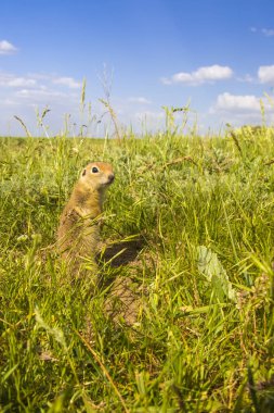 Sevimli hayvan. Yer Sincabı. Yeşil doğa ve mavi gökyüzü arka plan. Manzara fotoğrafı.