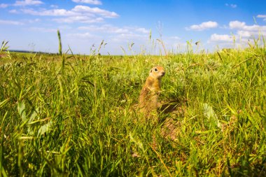 Sevimli hayvan. Yer Sincabı. Yeşil doğa ve mavi gökyüzü arka plan. Manzara fotoğrafı.