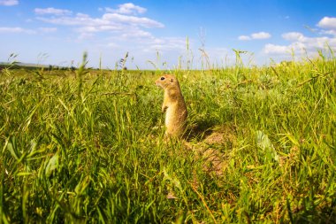 Sevimli hayvan. Yer Sincabı. Yeşil doğa ve mavi gökyüzü arka plan. Manzara fotoğrafı.