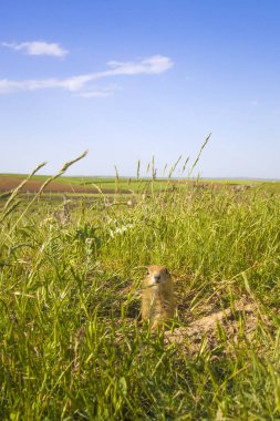 Sevimli hayvan. Yer Sincabı. Yeşil doğa ve mavi gökyüzü arka plan. Manzara fotoğrafı.