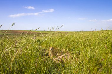Sevimli hayvan. Yer Sincabı. Yeşil doğa ve mavi gökyüzü arka plan. Manzara fotoğrafı.