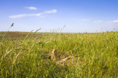 Sevimli hayvan. Yer Sincabı. Yeşil doğa ve mavi gökyüzü arka plan. Manzara fotoğrafı.