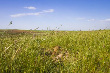 Sevimli hayvan. Yer Sincabı. Yeşil doğa ve mavi gökyüzü arka plan. Manzara fotoğrafı.