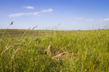 Sevimli hayvan. Yer Sincabı. Yeşil doğa ve mavi gökyüzü arka plan. Manzara fotoğrafı.