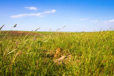 Sevimli hayvan. Yer Sincabı. Yeşil doğa ve mavi gökyüzü arka plan. Manzara fotoğrafı.