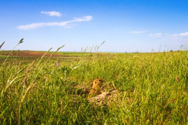 Sevimli hayvan. Yer Sincabı. Yeşil doğa ve mavi gökyüzü arka plan. Manzara fotoğrafı.