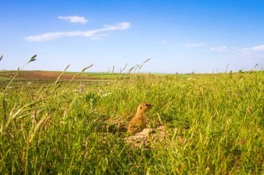 Sevimli hayvan. Yer Sincabı. Yeşil doğa ve mavi gökyüzü arka plan. Manzara fotoğrafı.