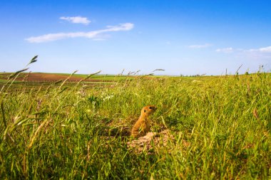 Sevimli hayvan. Yer Sincabı. Yeşil doğa ve mavi gökyüzü arka plan. Manzara fotoğrafı.
