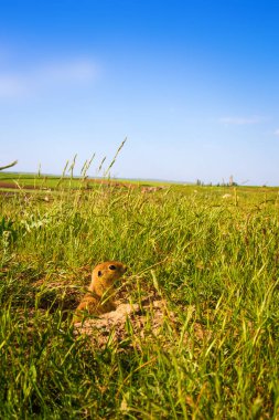 Sevimli hayvan. Yer Sincabı. Yeşil doğa ve mavi gökyüzü arka plan. Manzara fotoğrafı.