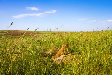 Sevimli hayvan. Yer Sincabı. Yeşil doğa ve mavi gökyüzü arka plan. Manzara fotoğrafı.