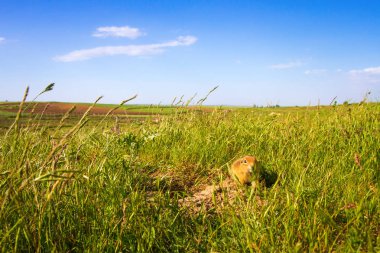 Sevimli hayvan. Yer Sincabı. Yeşil doğa ve mavi gökyüzü arka plan. Manzara fotoğrafı.
