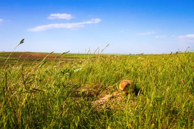 Sevimli hayvan. Yer Sincabı. Yeşil doğa ve mavi gökyüzü arka plan. Manzara fotoğrafı.