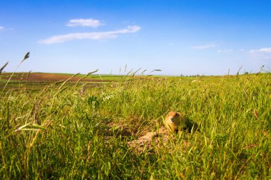 Sevimli hayvan. Yer Sincabı. Yeşil doğa ve mavi gökyüzü arka plan. Manzara fotoğrafı.