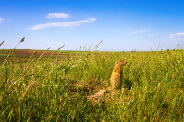Sevimli hayvan. Yer Sincabı. Yeşil doğa ve mavi gökyüzü arka plan. Manzara fotoğrafı.