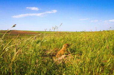 Sevimli hayvan. Yer Sincabı. Yeşil doğa ve mavi gökyüzü arka plan. Manzara fotoğrafı.