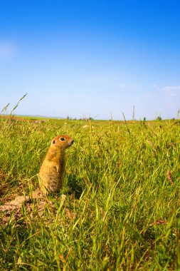 Sevimli hayvan. Yer Sincabı. Yeşil doğa ve mavi gökyüzü arka plan. Manzara fotoğrafı.