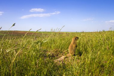 Sevimli hayvan. Yer Sincabı. Yeşil doğa ve mavi gökyüzü arka plan. Manzara fotoğrafı.
