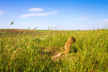 Sevimli hayvan. Yer Sincabı. Yeşil doğa ve mavi gökyüzü arka plan. Manzara fotoğrafı.