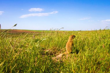 Sevimli hayvan. Yer Sincabı. Yeşil doğa ve mavi gökyüzü arka plan. Manzara fotoğrafı.
