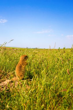 Sevimli hayvan. Yer Sincabı. Yeşil doğa ve mavi gökyüzü arka plan. Manzara fotoğrafı.