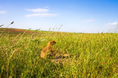 Sevimli hayvan. Yer Sincabı. Yeşil doğa ve mavi gökyüzü arka plan. Manzara fotoğrafı.