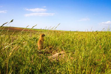 Sevimli hayvan. Yer Sincabı. Yeşil doğa ve mavi gökyüzü arka plan. Manzara fotoğrafı.