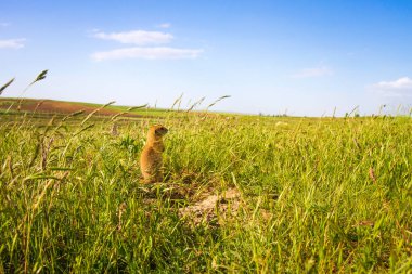 Sevimli hayvan. Yer Sincabı. Yeşil doğa ve mavi gökyüzü arka plan. Manzara fotoğrafı.