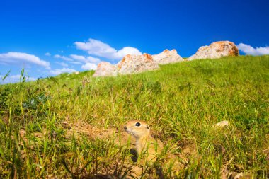 Sevimli hayvan. Yer Sincabı. Yeşil doğa ve mavi gökyüzü arka plan. Manzara fotoğrafı.
