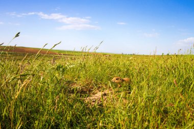 Sevimli hayvan. Yer Sincabı. Yeşil doğa ve mavi gökyüzü arka plan. Manzara fotoğrafı.