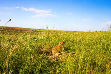 Sevimli hayvan. Yer Sincabı. Yeşil doğa ve mavi gökyüzü arka plan. Manzara fotoğrafı.