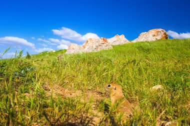 Sevimli hayvan. Yer Sincabı. Yeşil doğa ve mavi gökyüzü arka plan. Manzara fotoğrafı.