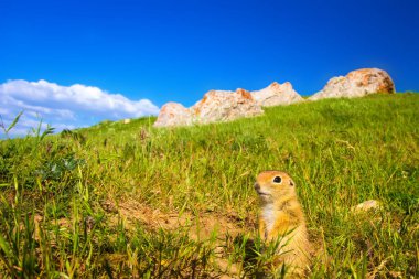 Sevimli hayvan. Yer Sincabı. Yeşil doğa ve mavi gökyüzü arka plan. Manzara fotoğrafı.