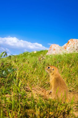 Sevimli hayvan. Yer Sincabı. Yeşil doğa ve mavi gökyüzü arka plan. Manzara fotoğrafı.