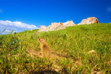 Sevimli hayvan. Yer Sincabı. Yeşil doğa ve mavi gökyüzü arka plan. Manzara fotoğrafı.