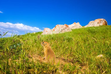 Sevimli hayvan. Yer Sincabı. Yeşil doğa ve mavi gökyüzü arka plan. Manzara fotoğrafı.