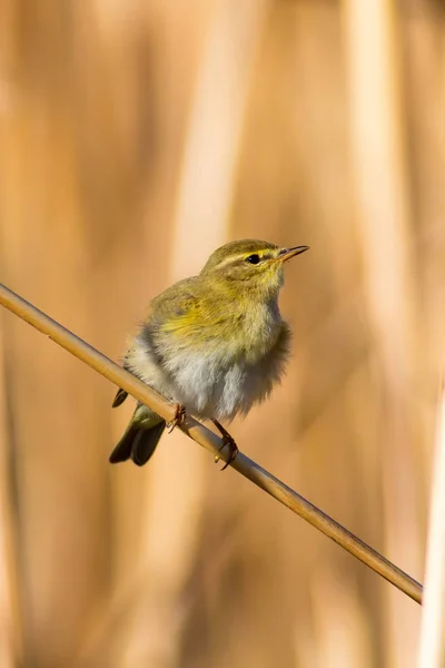 Lindo Pájaro Amarillo Caña Fondo Naturaleza Amarilla — Foto de Stock